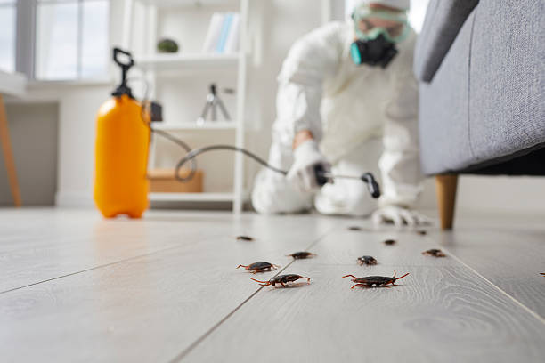 Commercial Kitchen Cockroach Control in Spring Valley Lake